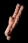Rhodochrosite Stalactites from Burgin Mine, East Tintic District, East Tintic Mts, Utah Co., Utah, United States [576]