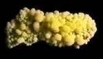 Mimetite from Congresso mine, LeÃ³n Group, San Pedro Corralitos, Mun. de Casas Grandes, Chihuahua, Mexico [737]